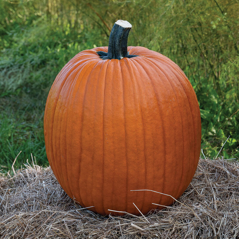 2025 Pumpkin Patch Tickets