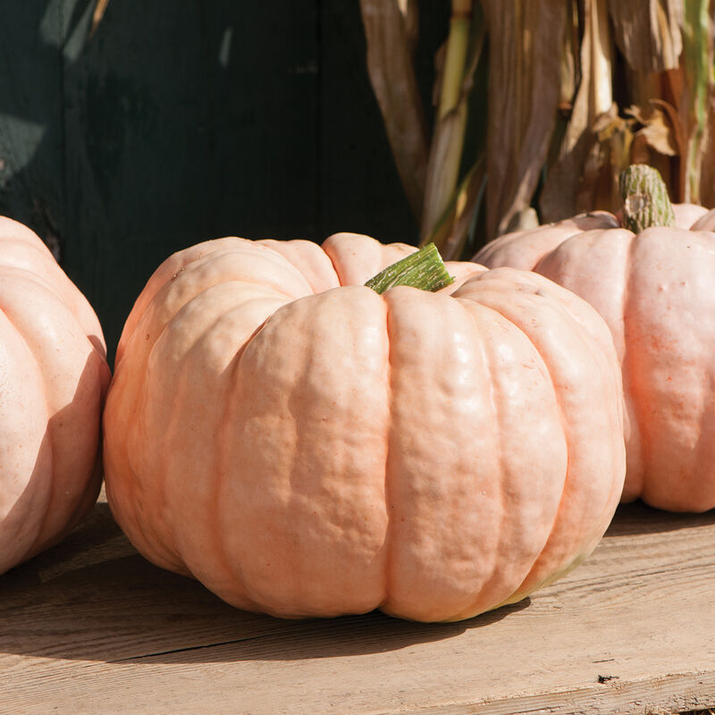 2025 Pumpkin Patch Tickets
