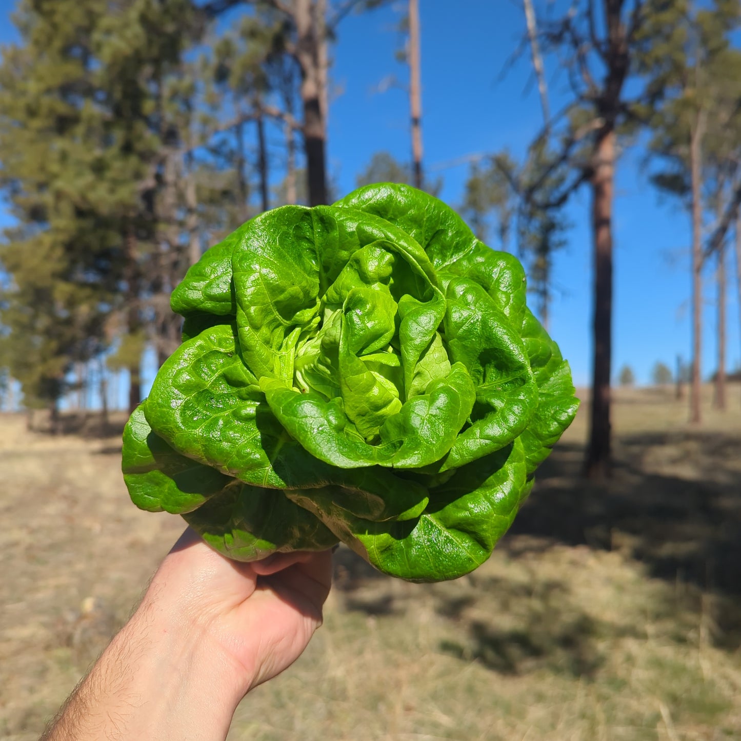 Rex Bib Lettuce