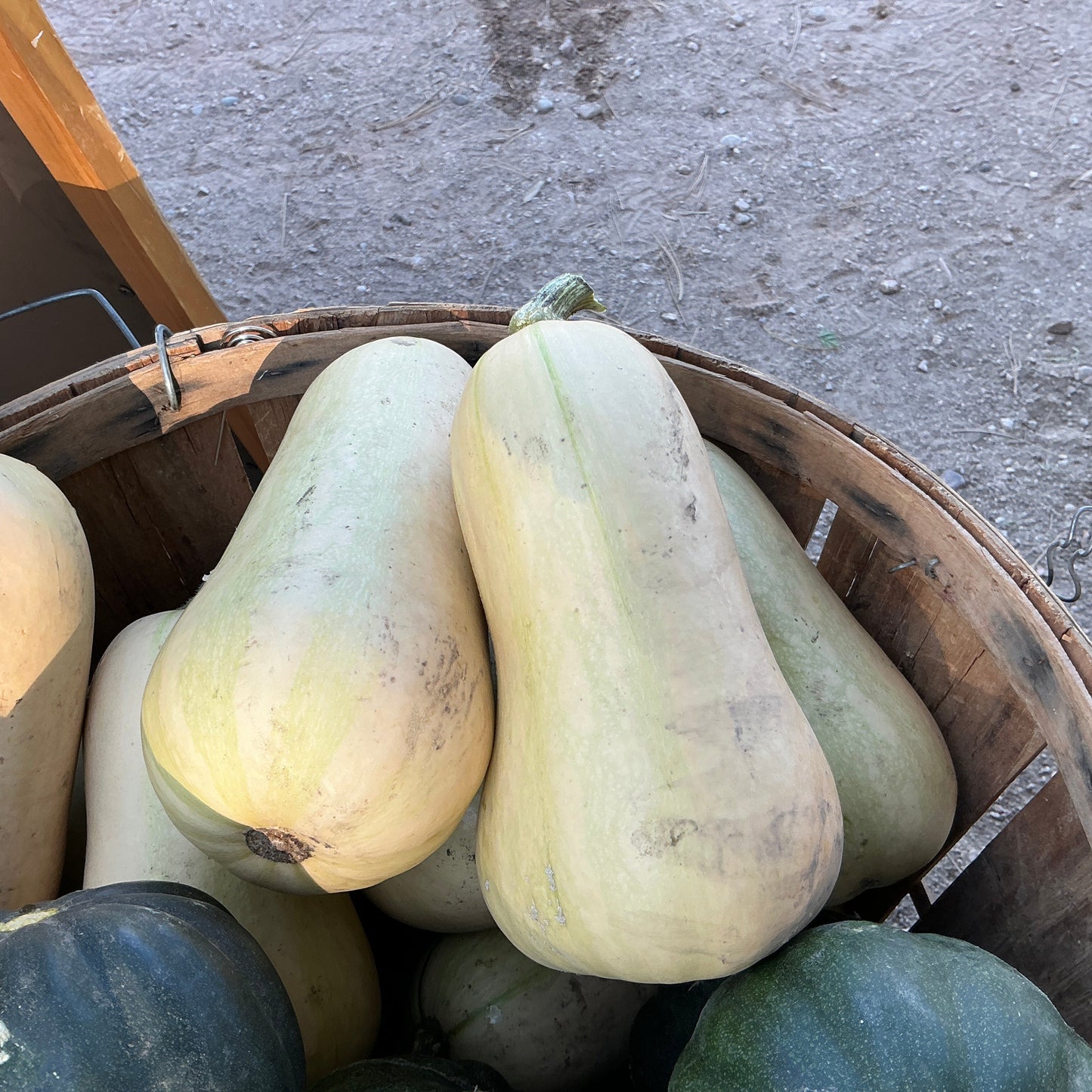 Butternut Squash