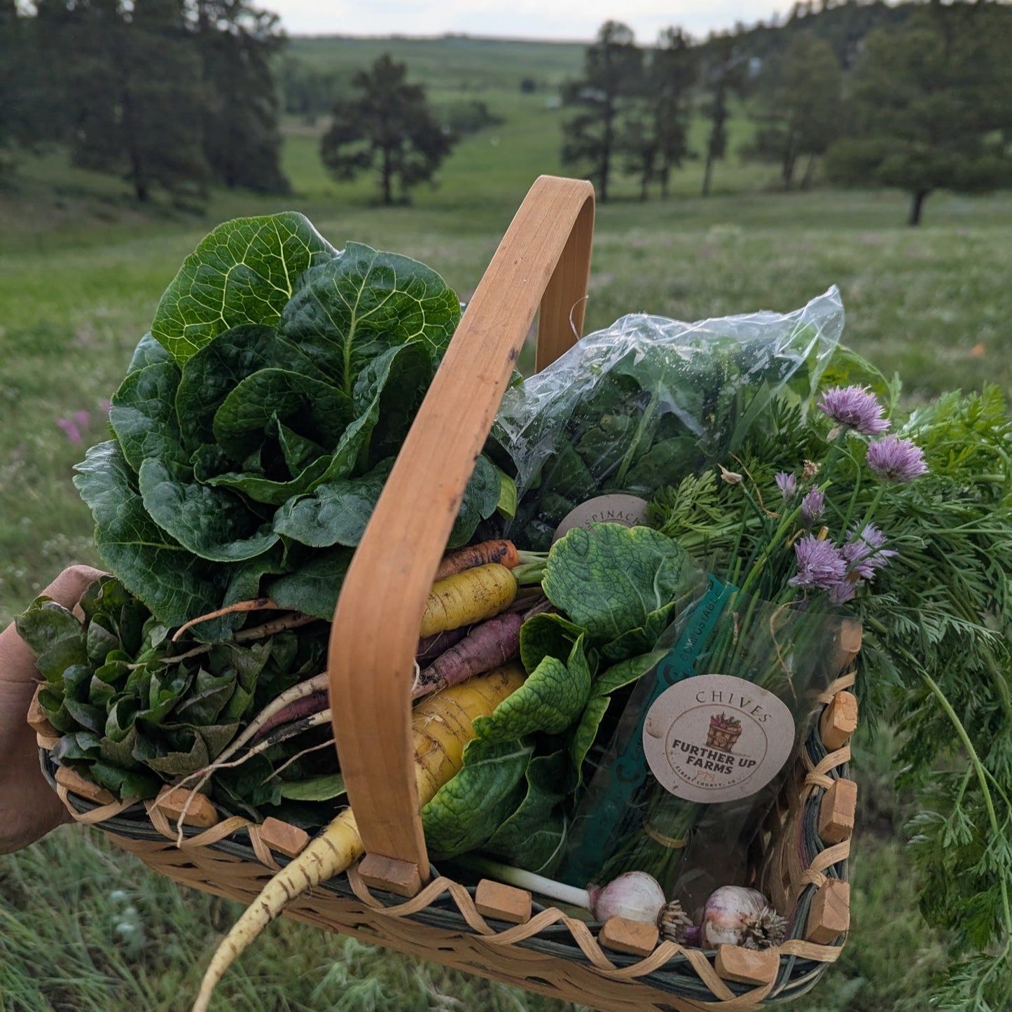 Buy a week of Veggies for a Family in Need
