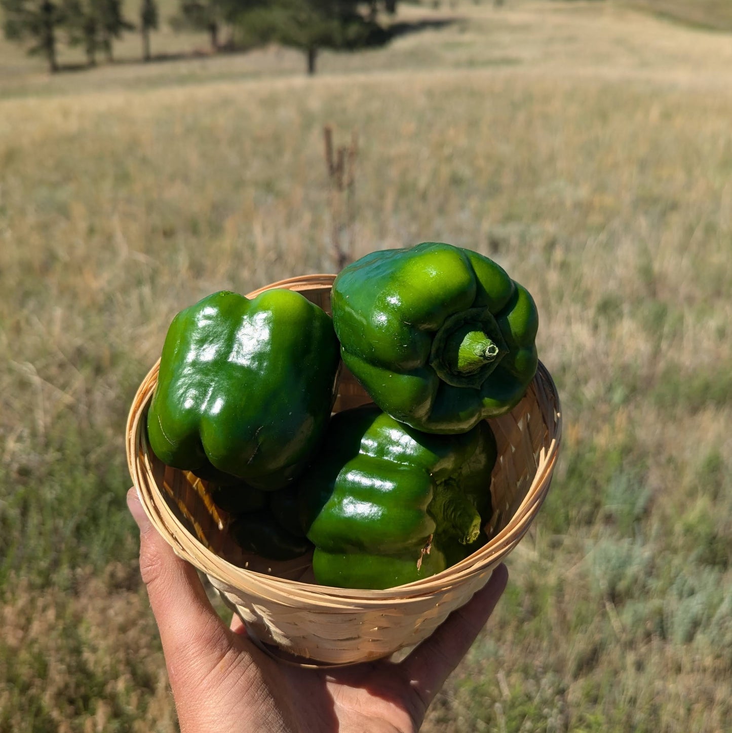 Bell Peppers