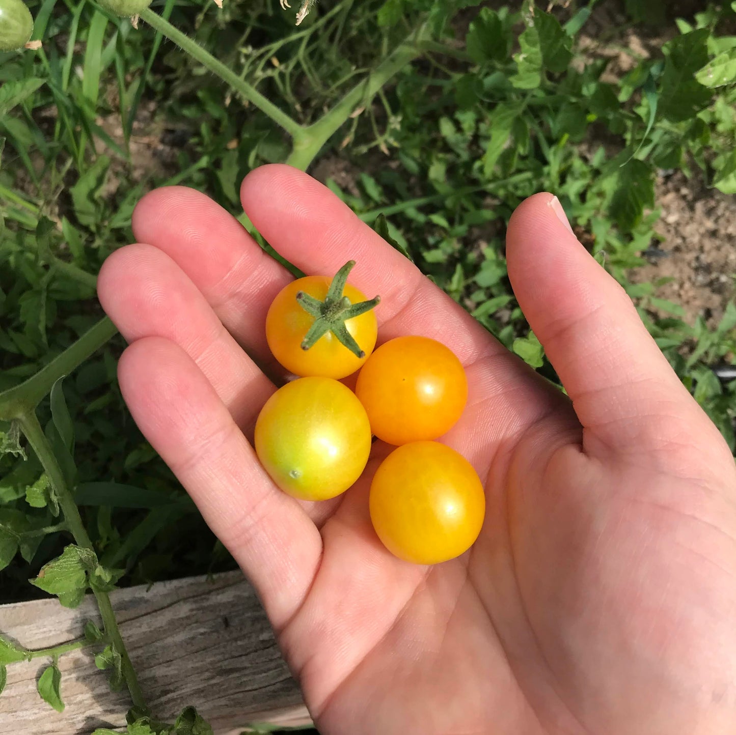 Cherry Tomatoes