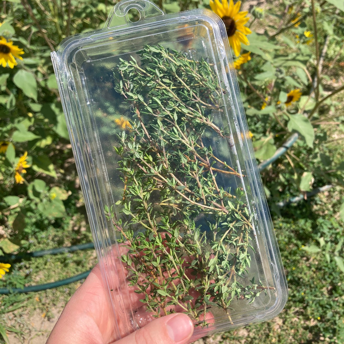 Herbs