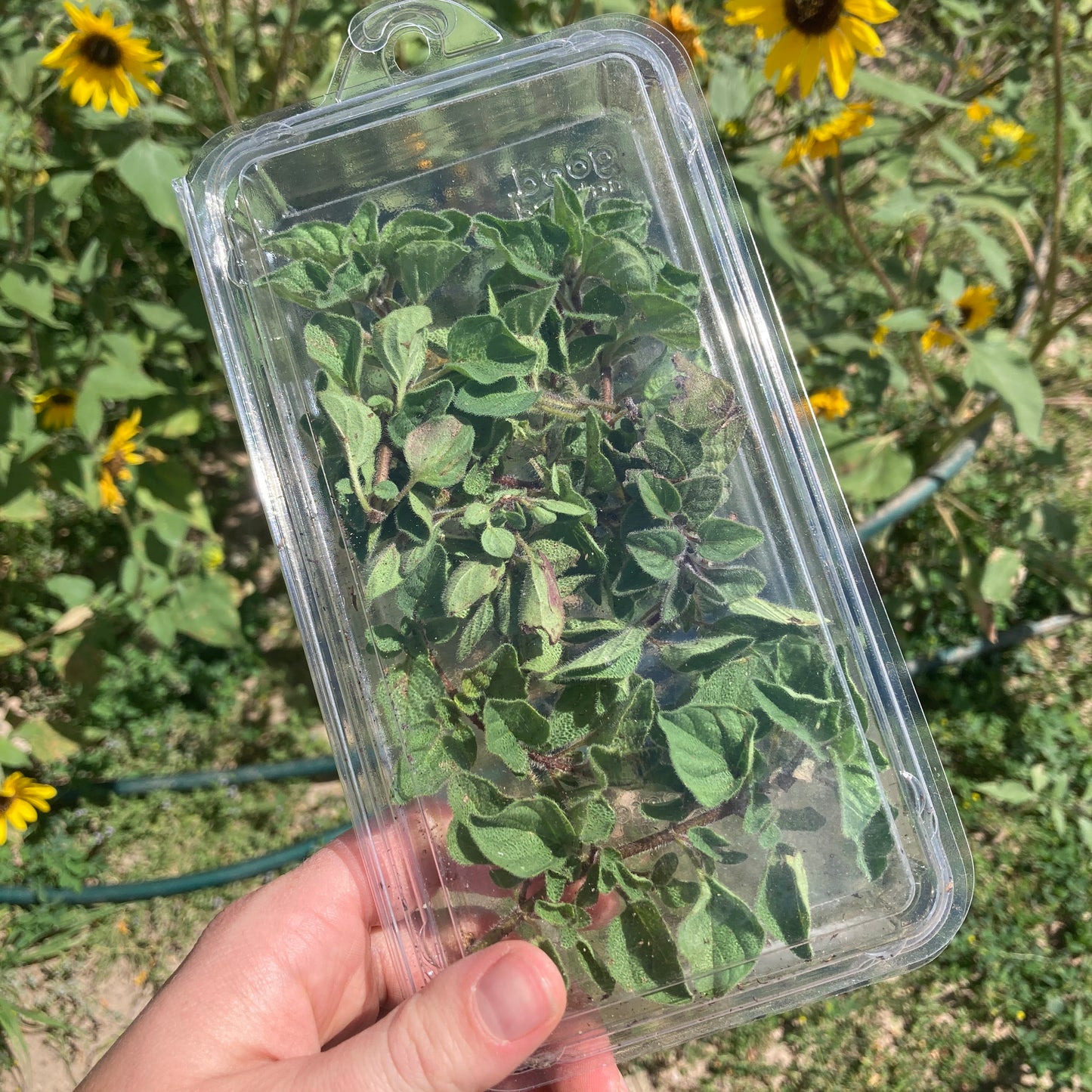 Herbs