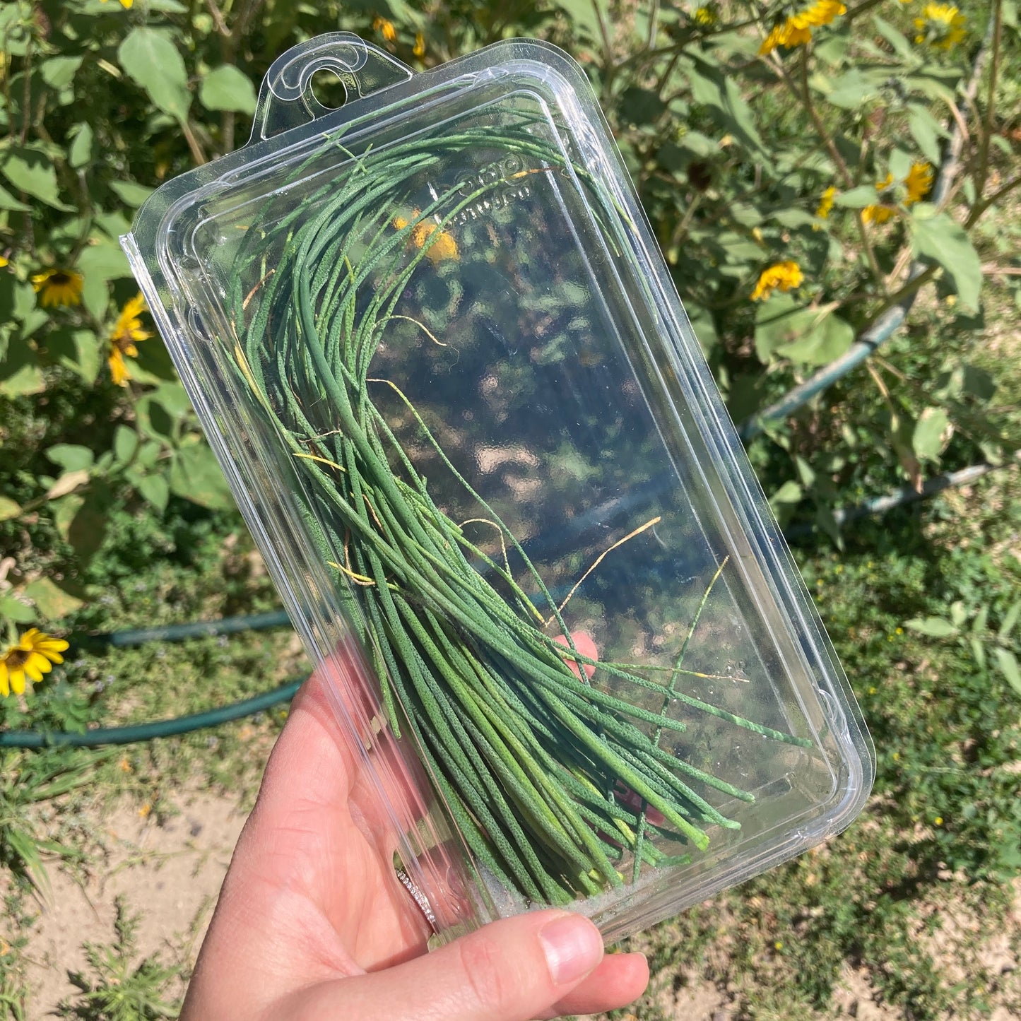 Fresh Herbs