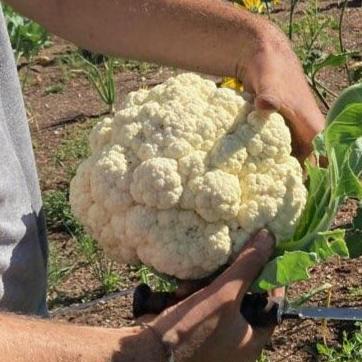 Cauliflower