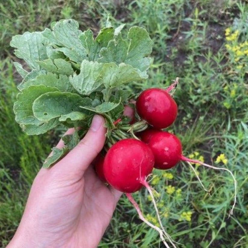 Radishes