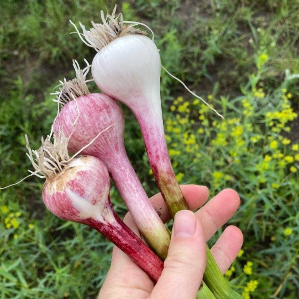 Spring Garlic
