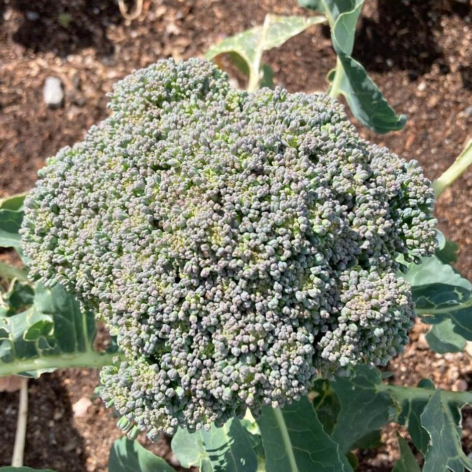 Broccoli