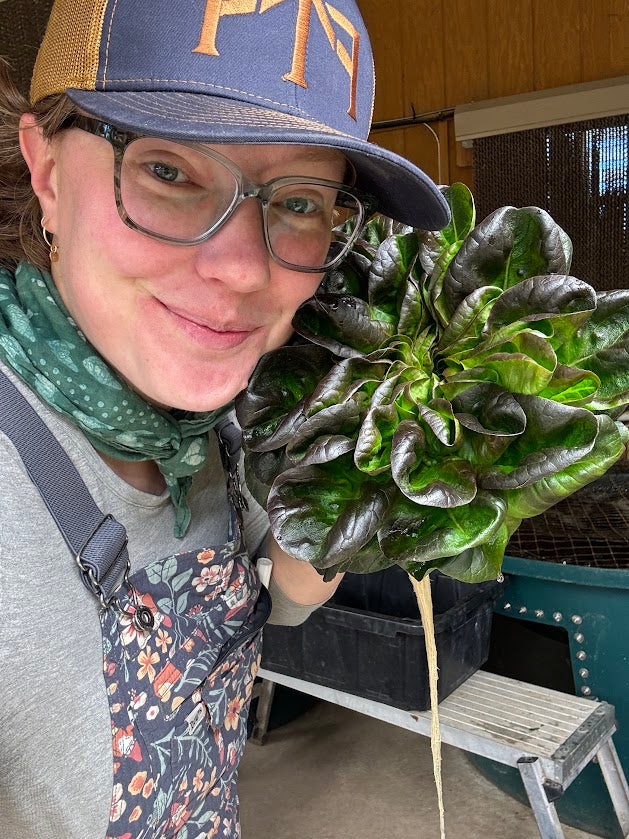 Salanova Red Butter Head Lettuce
