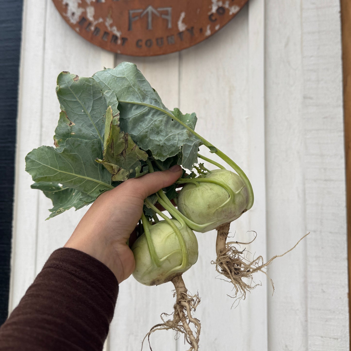 Kohlrabi