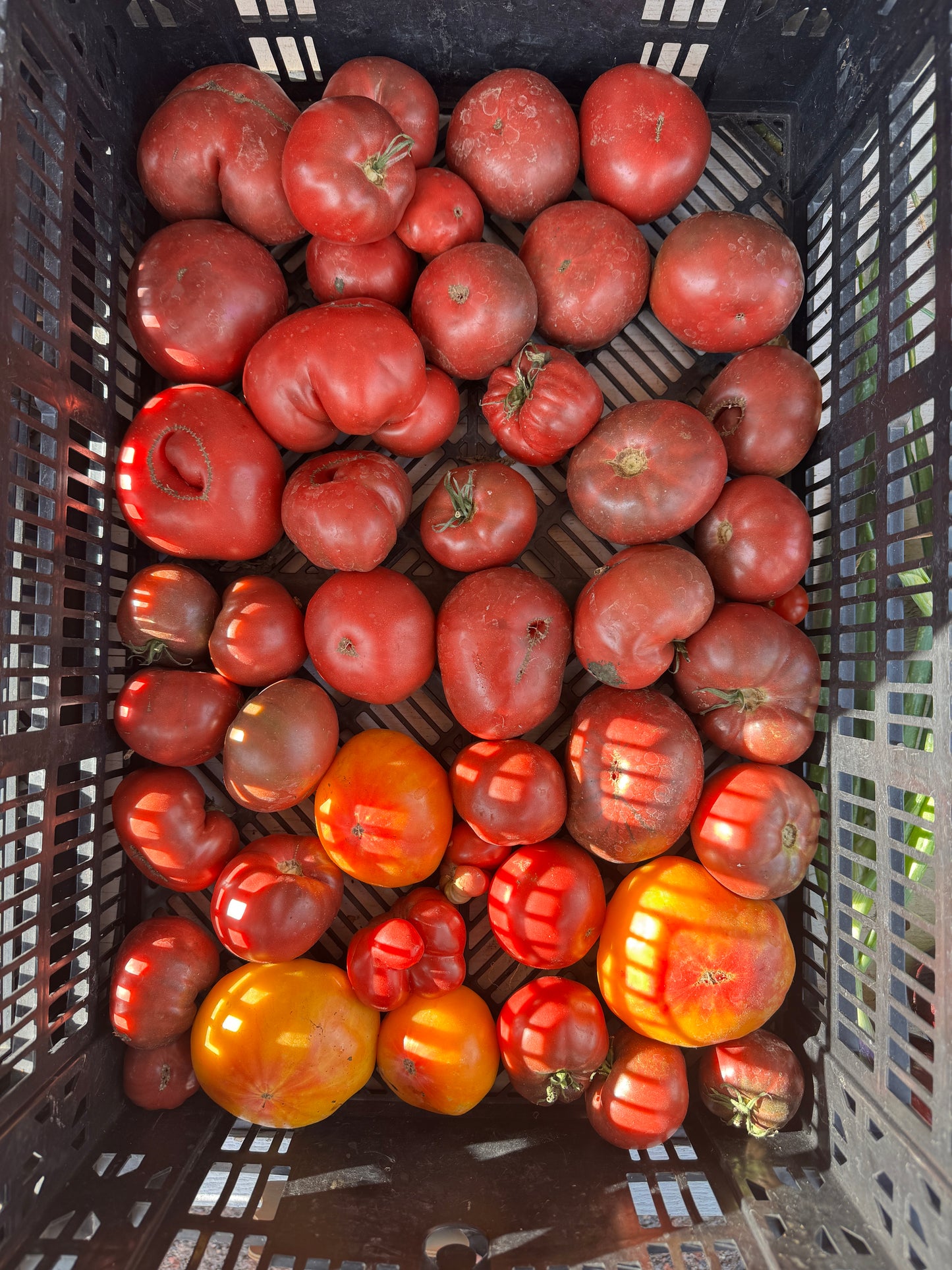 Tomato Seconds