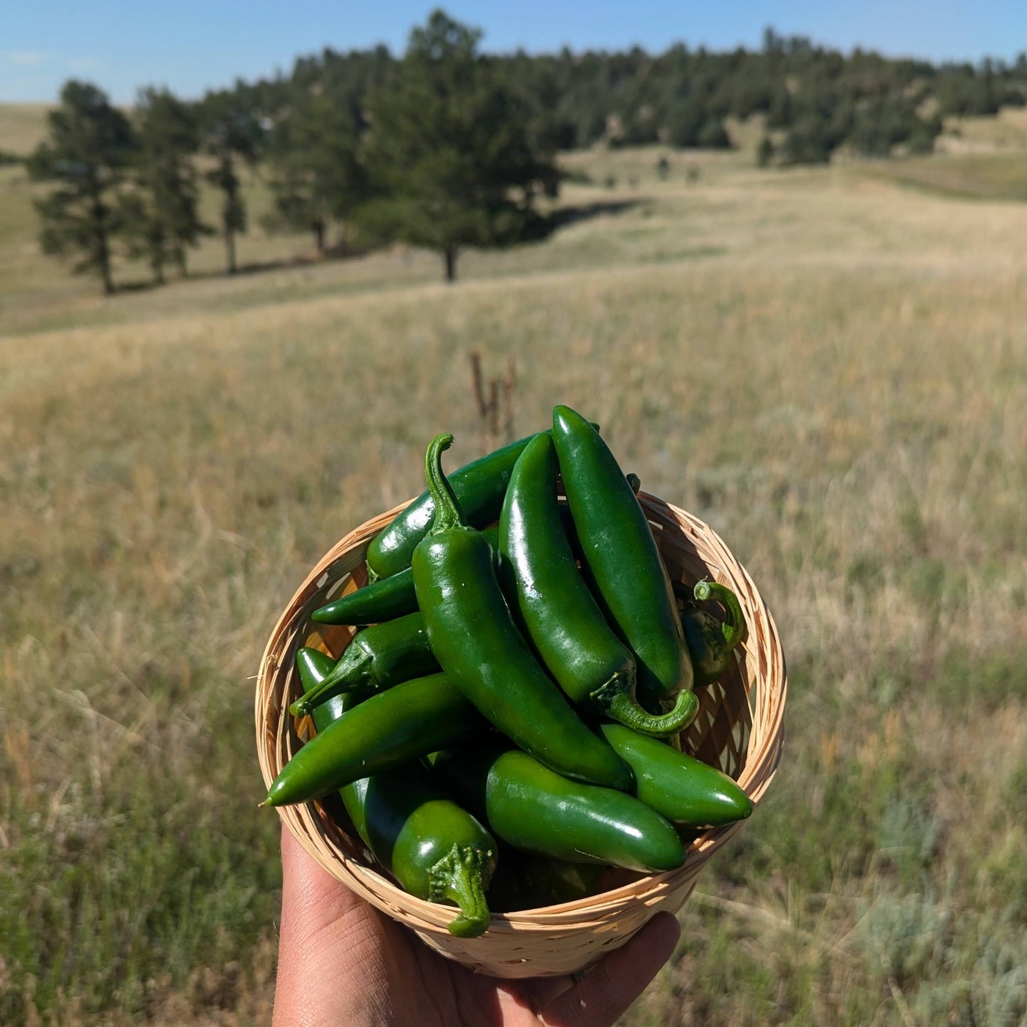 Jalapeños - Wholesale