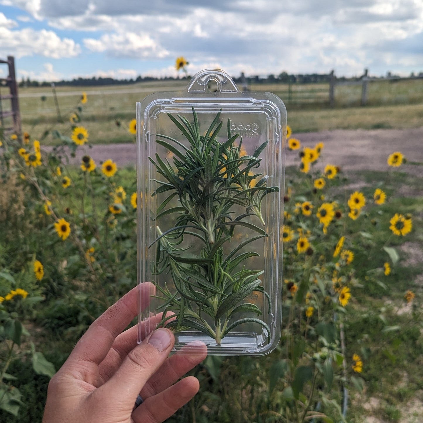 Herbs