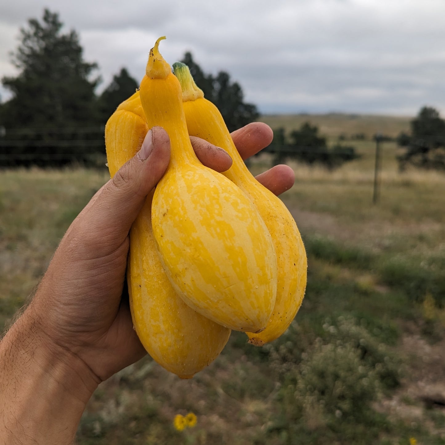 Yellow Squash