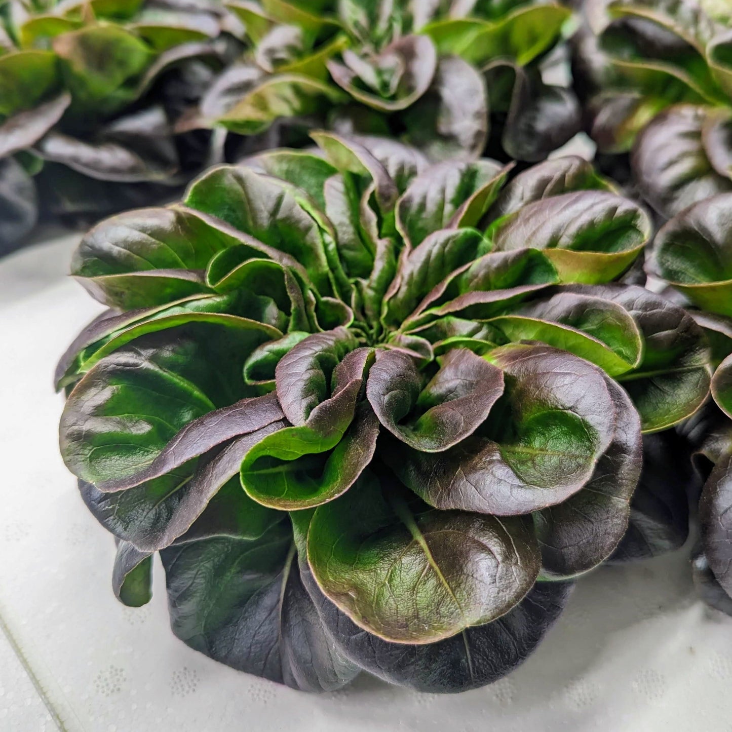 Salinova Red Butter Lettuce - Wholesale