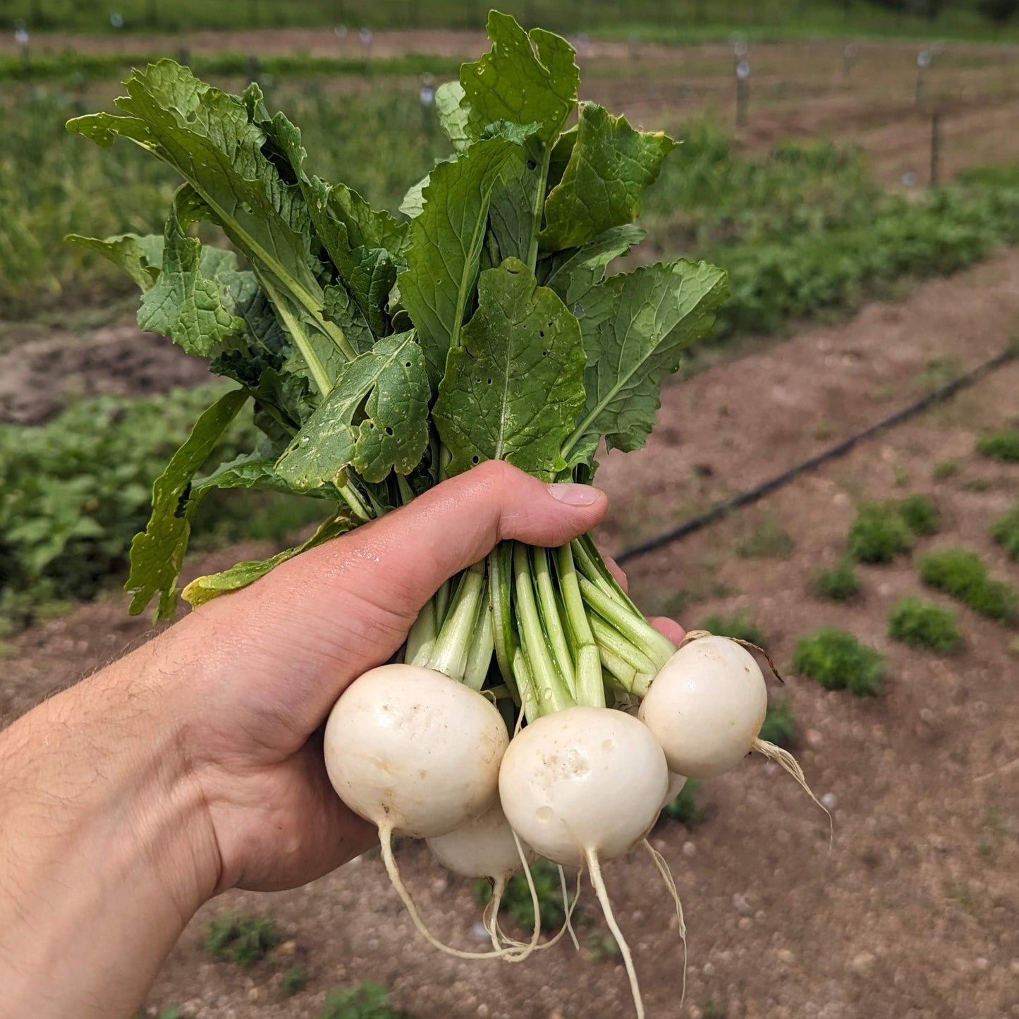 Hakurei Turnips