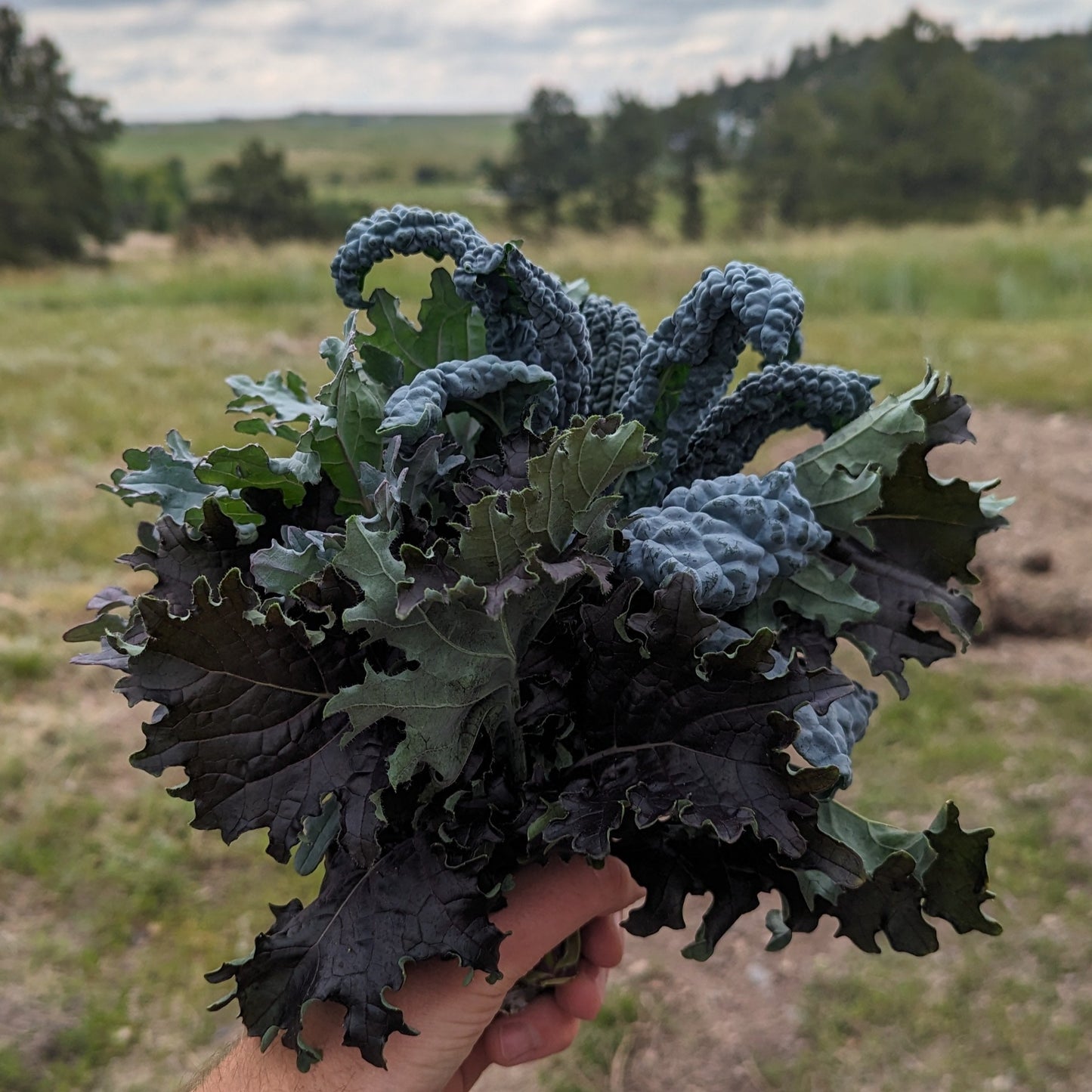 Kale
