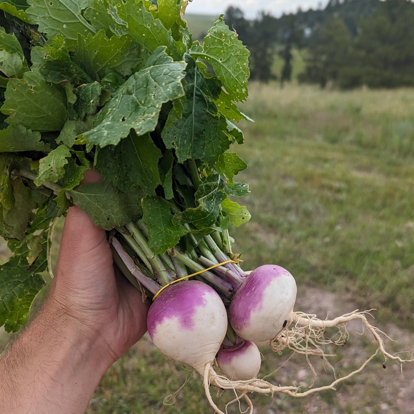 Purple Top Turnip