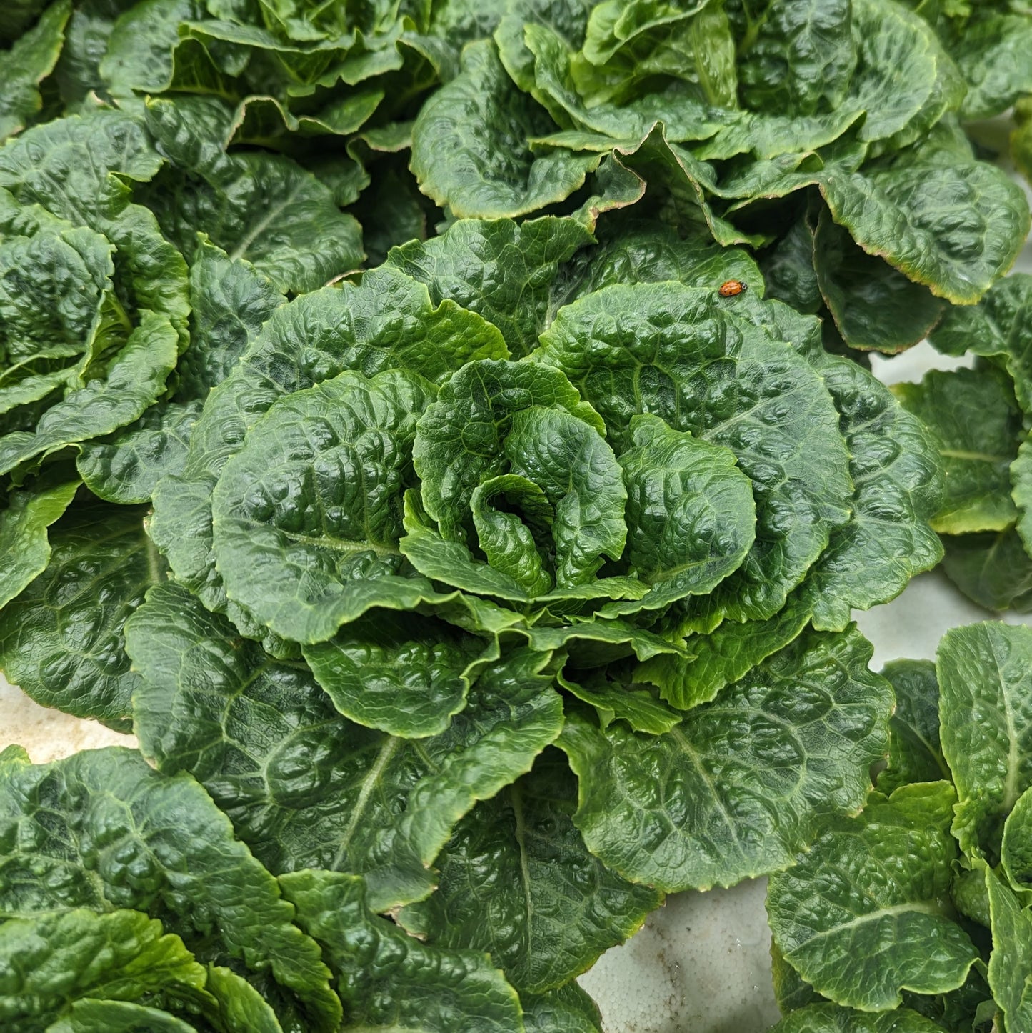 Romaine Lettuce - Wholesale