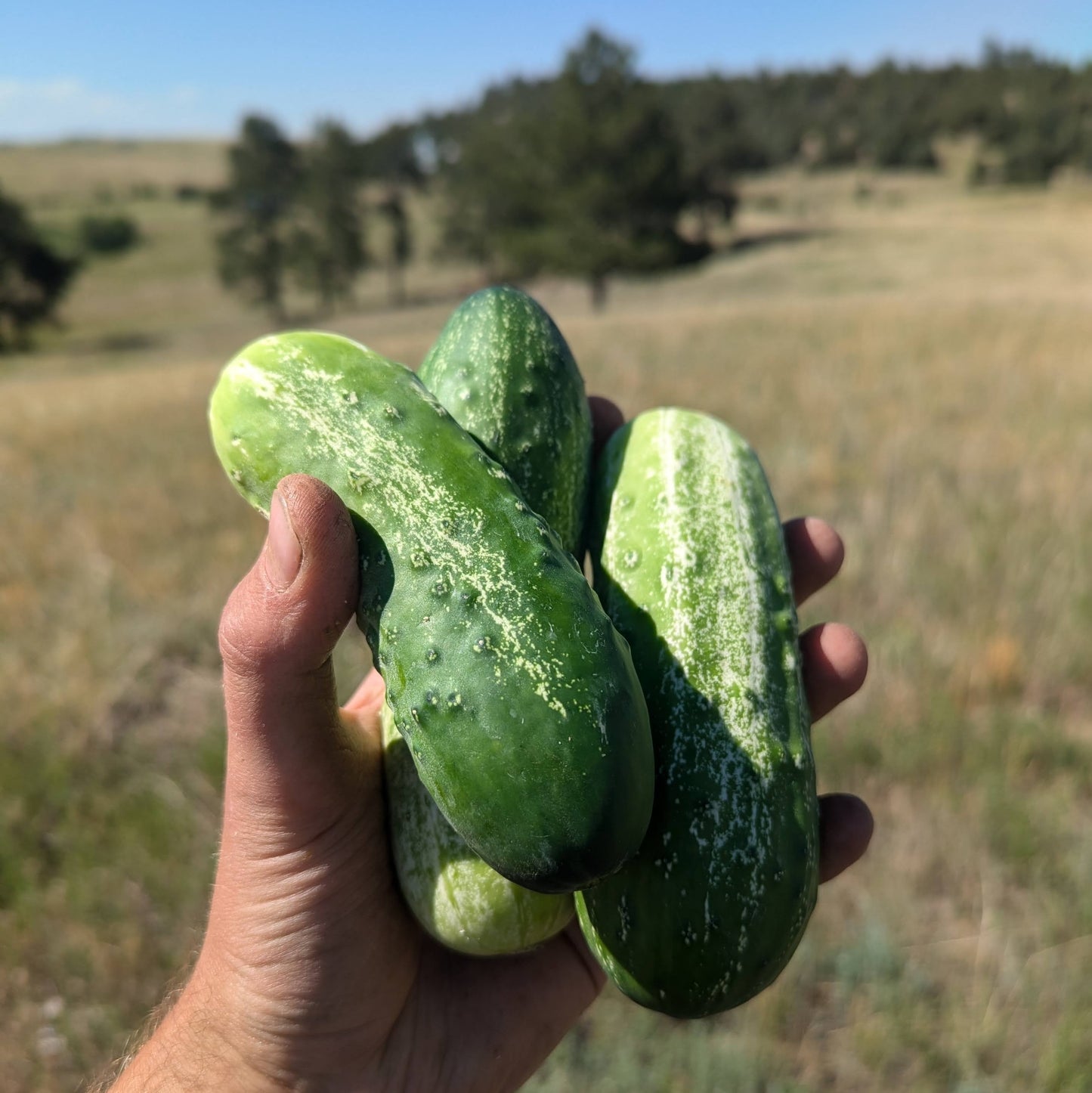Pickling Cucumbers - Wholesale