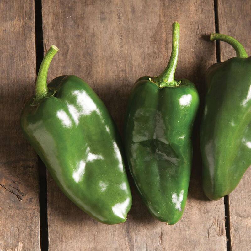 Poblano Peppers