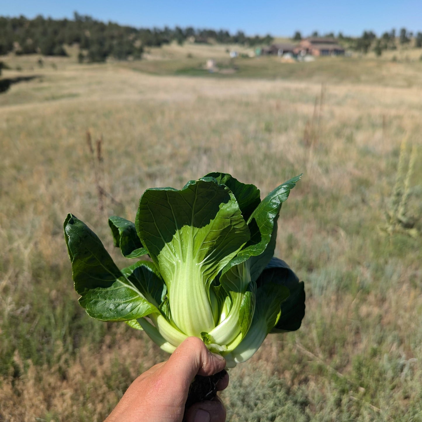 Bok Choy