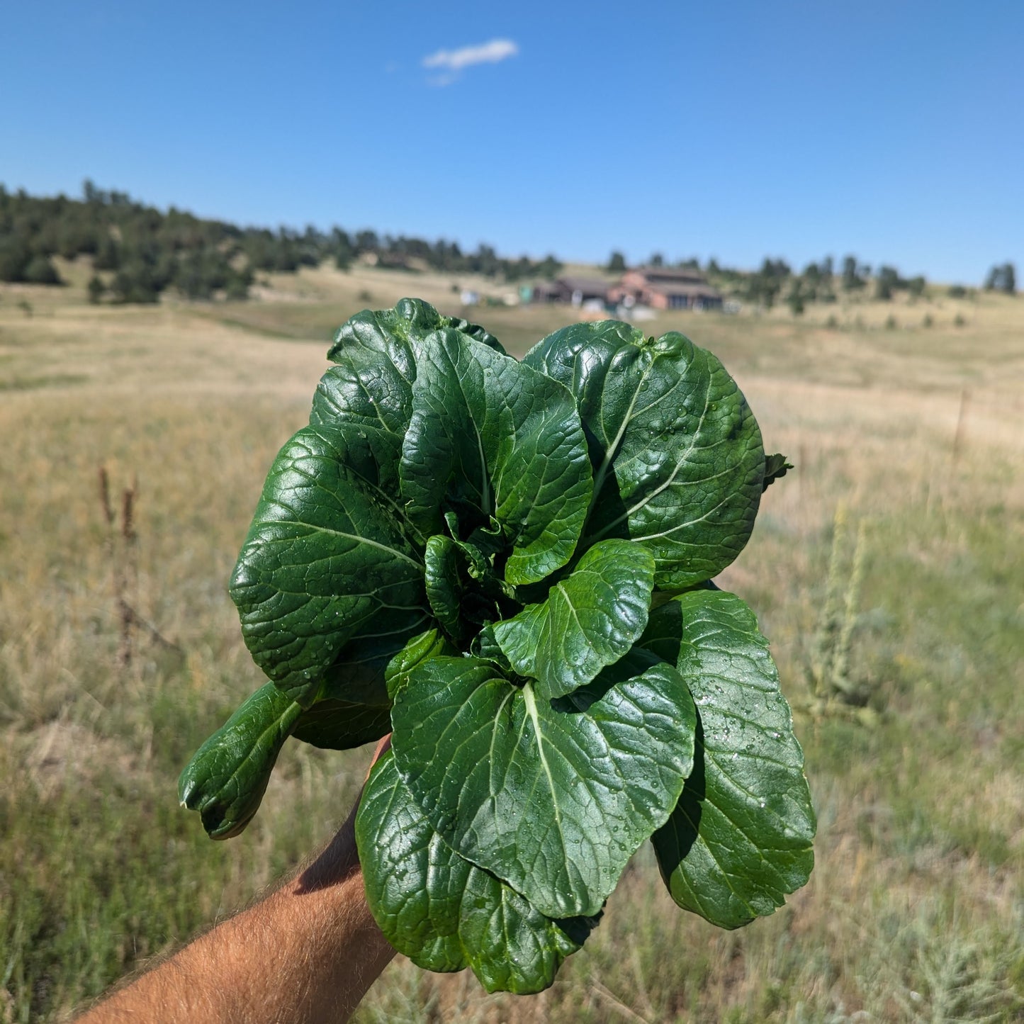 Bok Choy