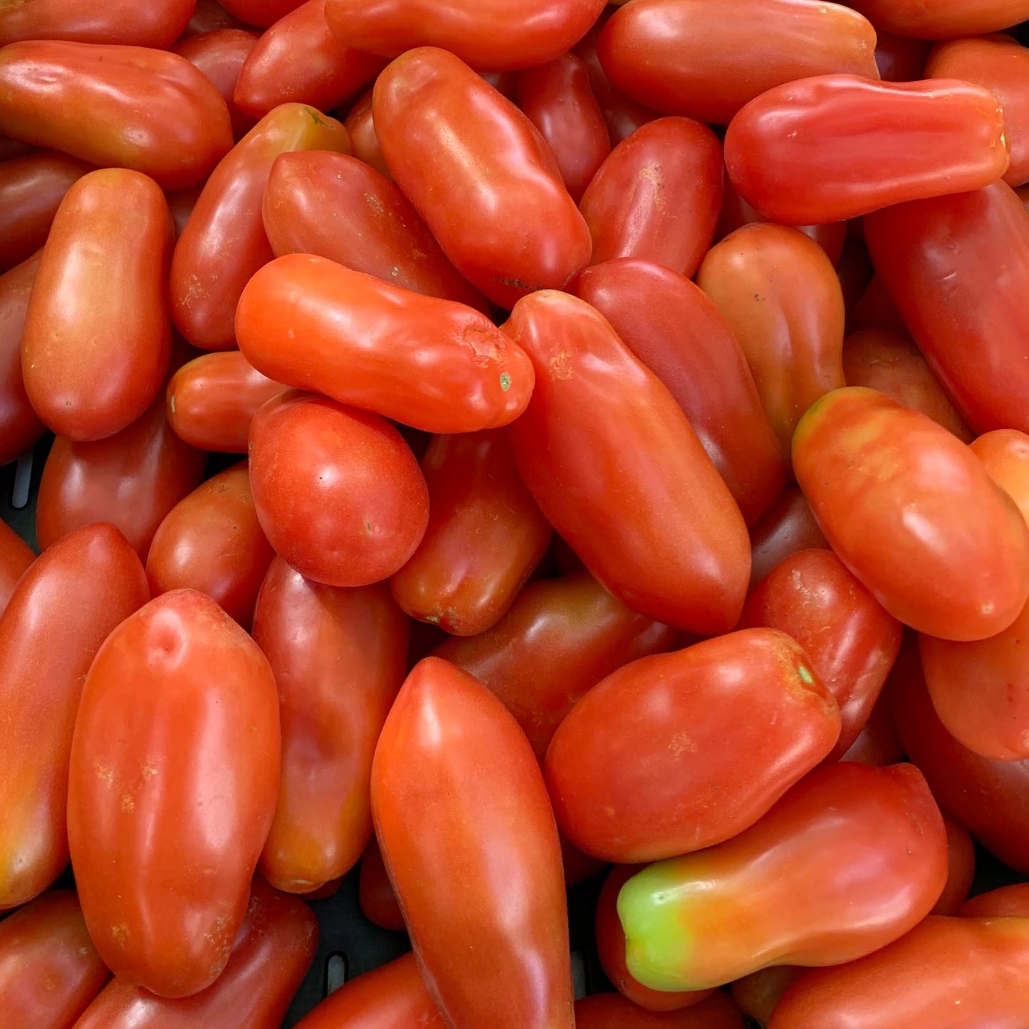 Roma Tomatoes - Wholesale
