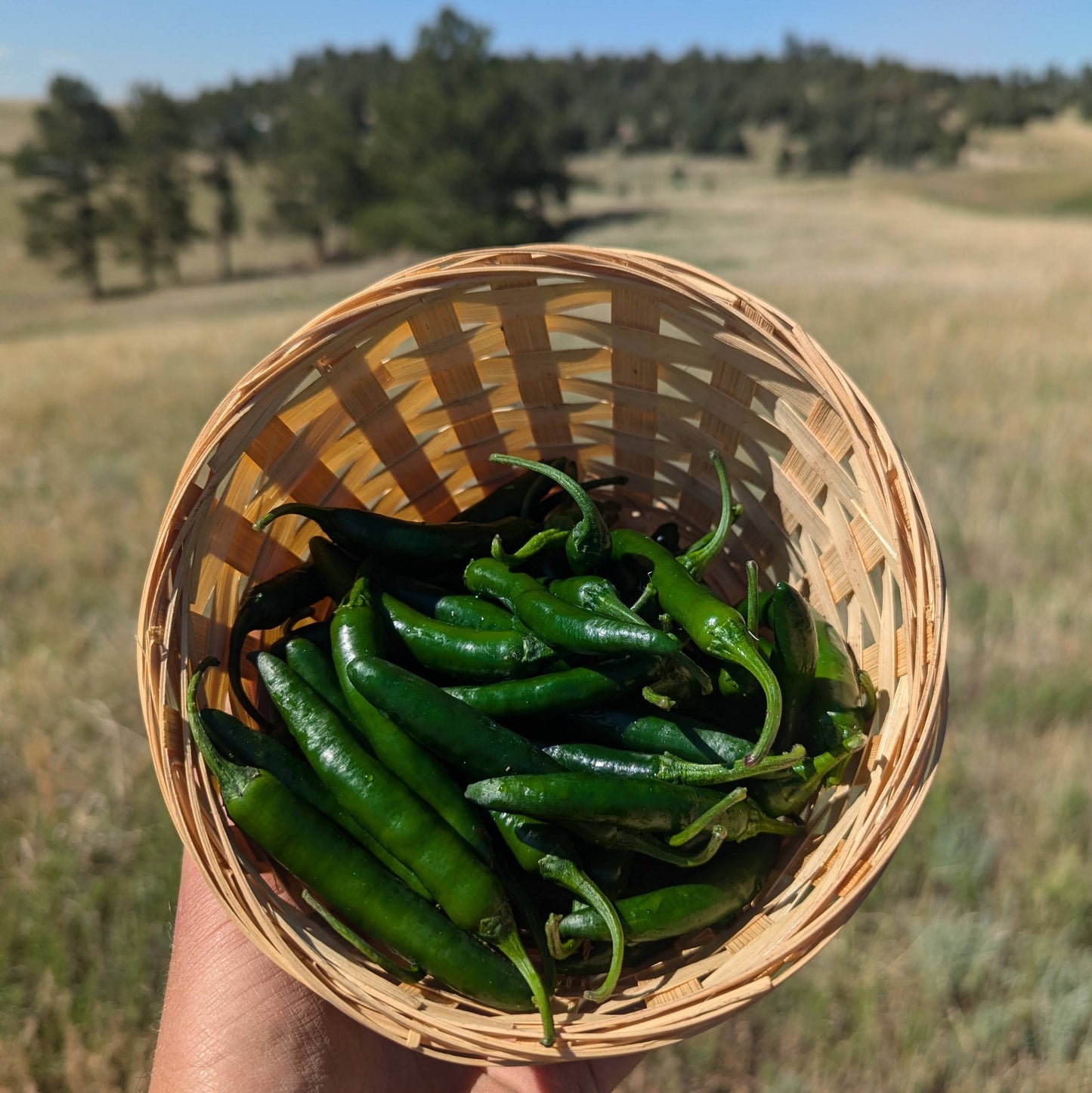 Serrano Peppers