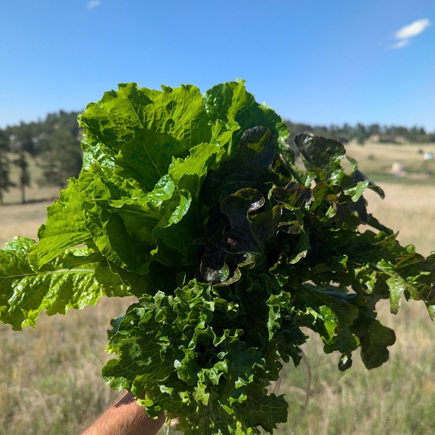 Spring Mix