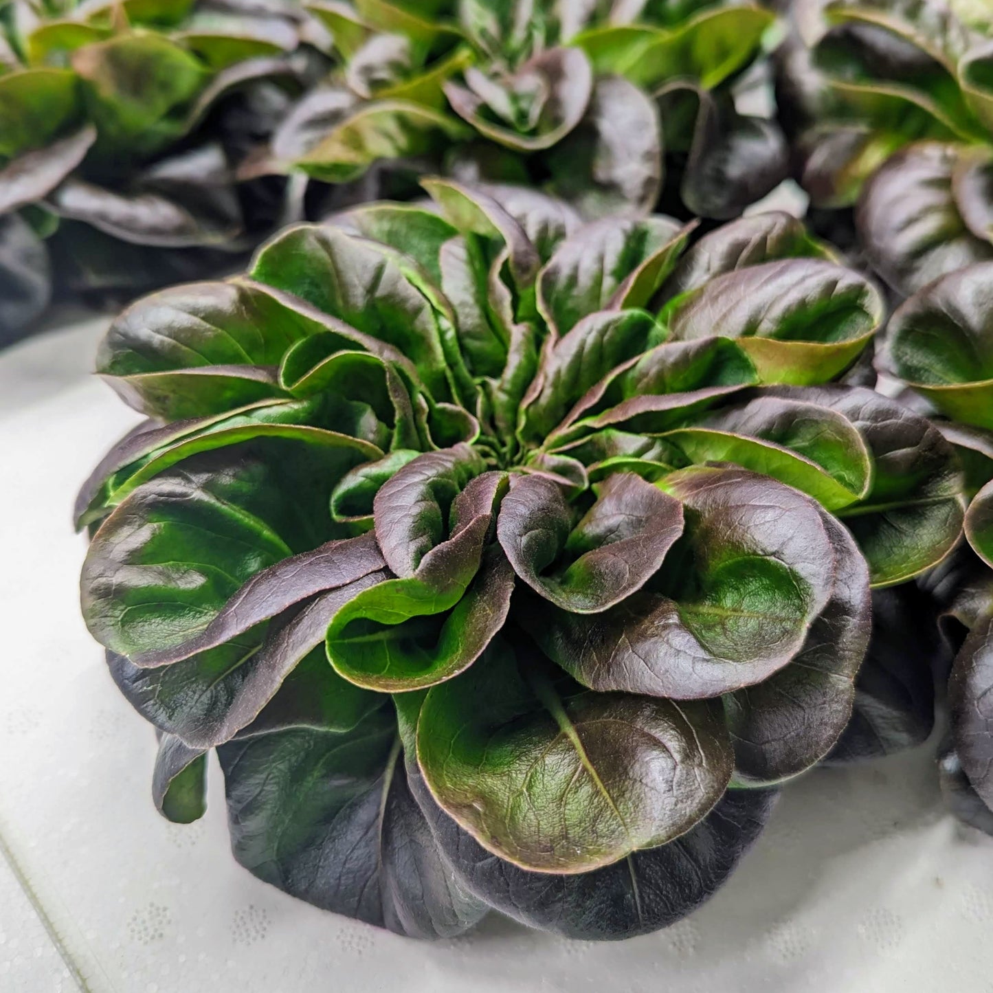 Salanova Red Butter Head Lettuce