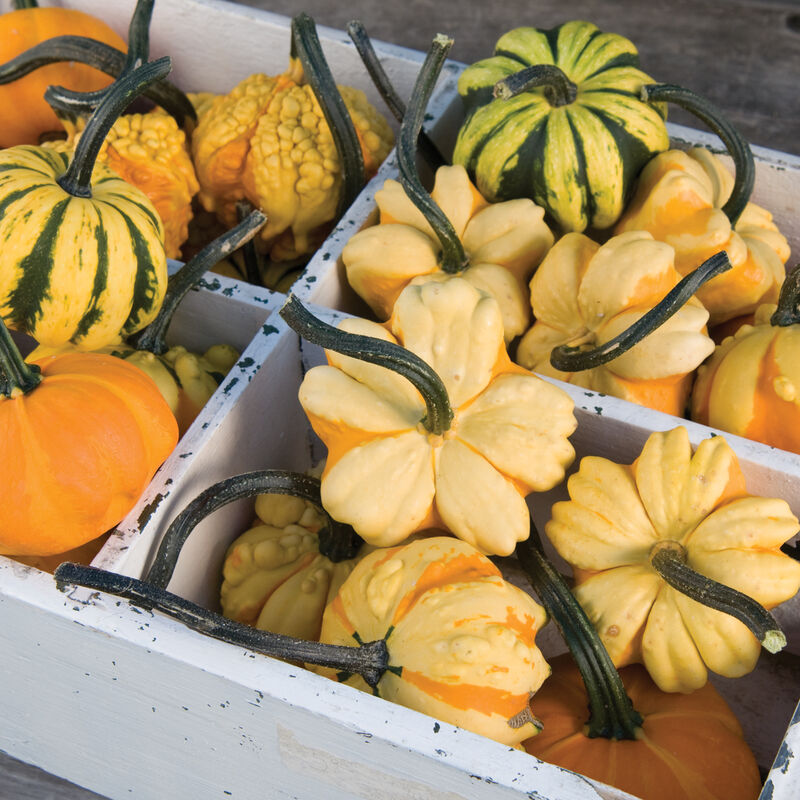 2025 Pumpkin Patch Tickets