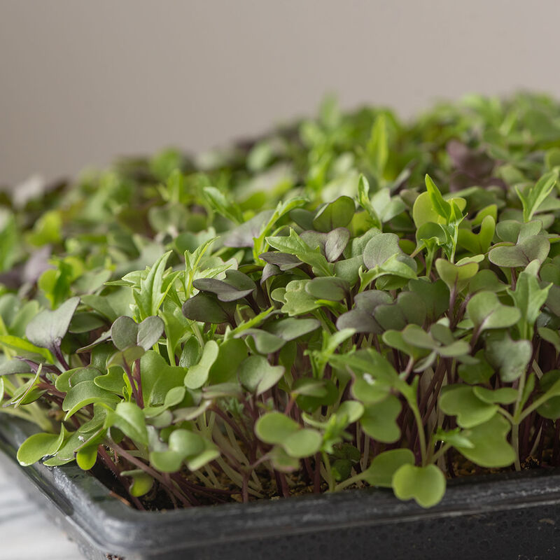 Microgreens (10x20 Trays) - Wholesale – Further Up Farms