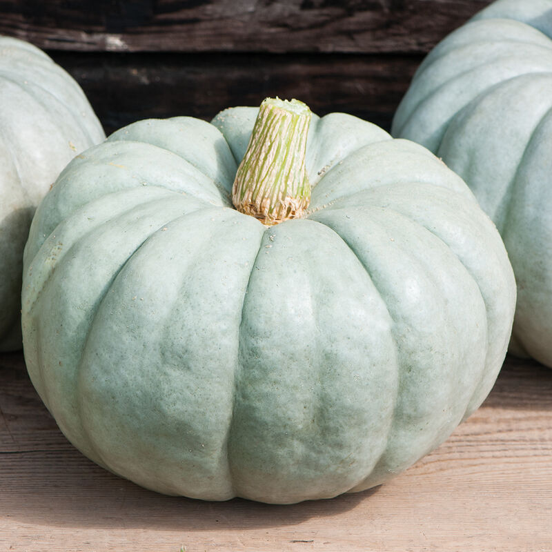 2025 Pumpkin Patch Tickets