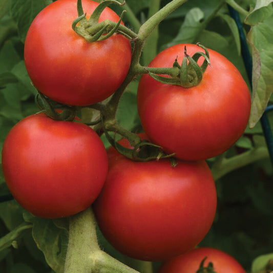Slicer Tomatoes (POS)