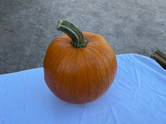 Pie Pumpkin