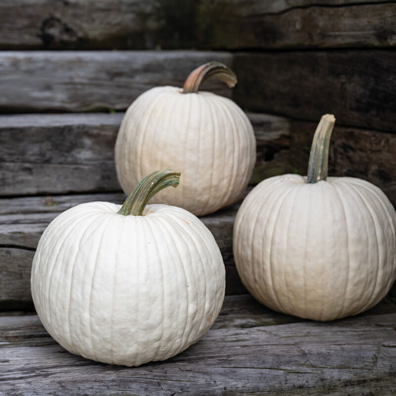 2025 Pumpkin Patch Tickets
