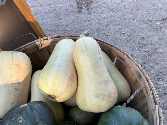 Butternut Squash