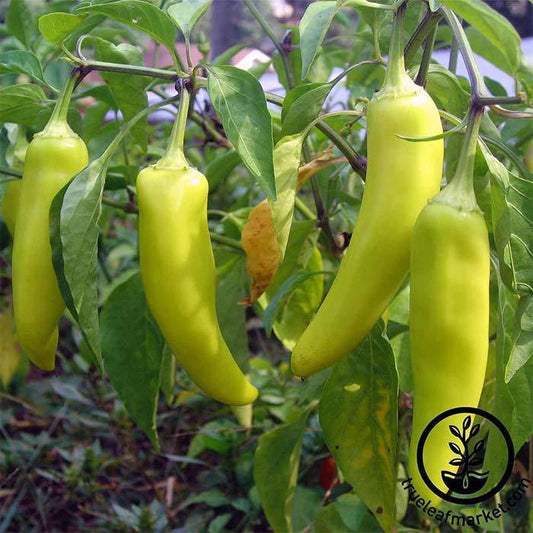 Banana Peppers