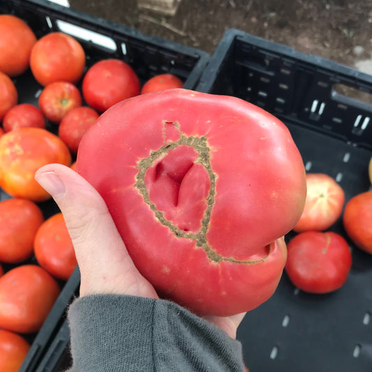 Heriloom Tomatoes (POS)
