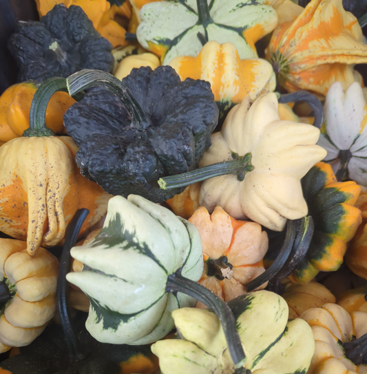 Daisy Gourds