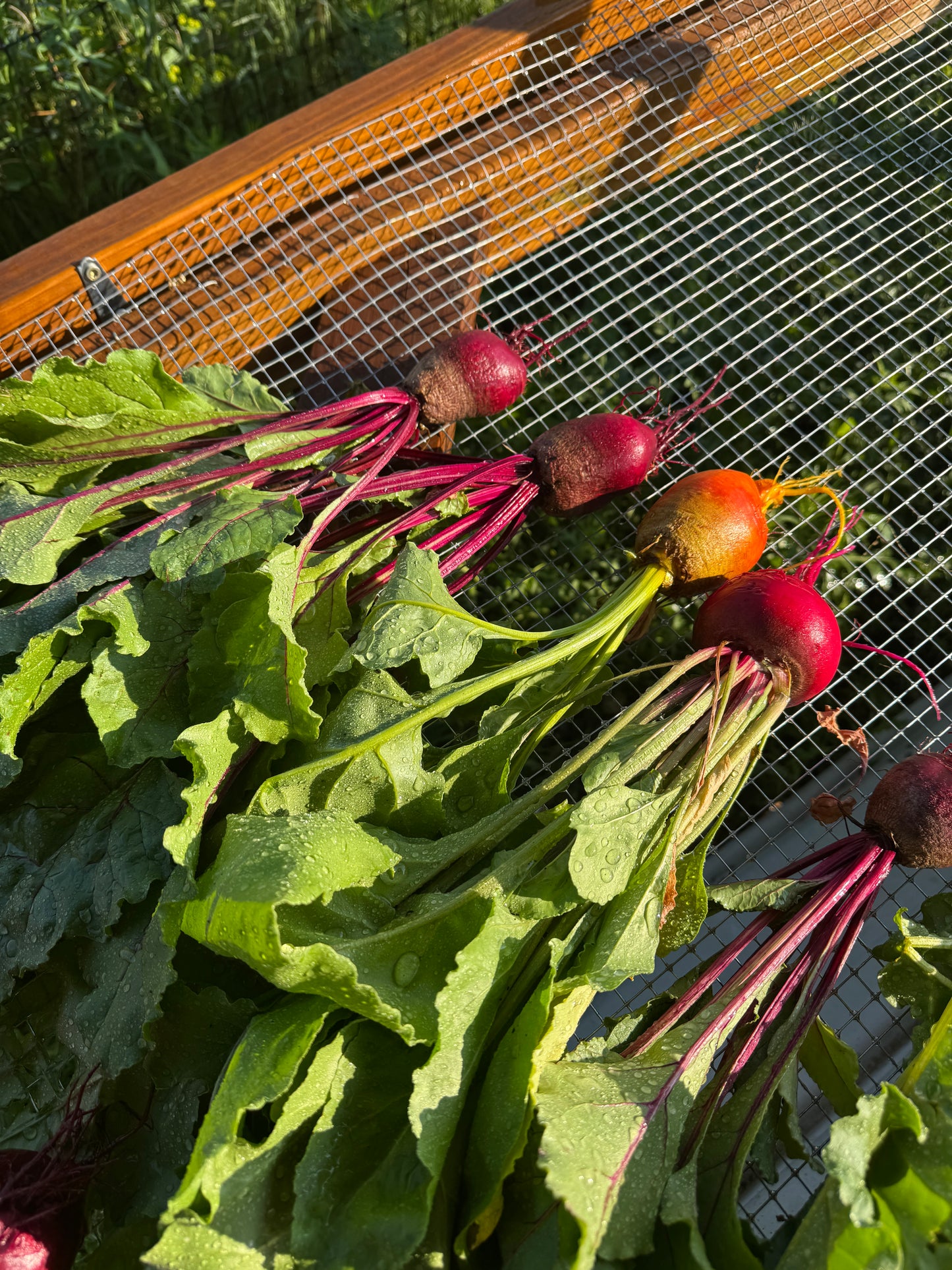 Beets