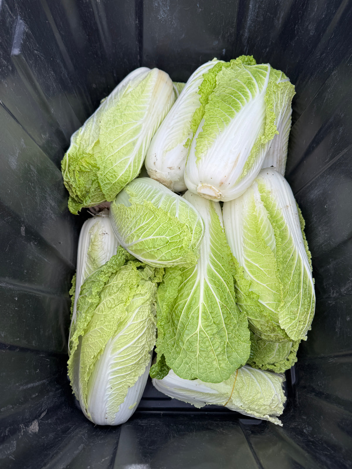 Napa Cabbage