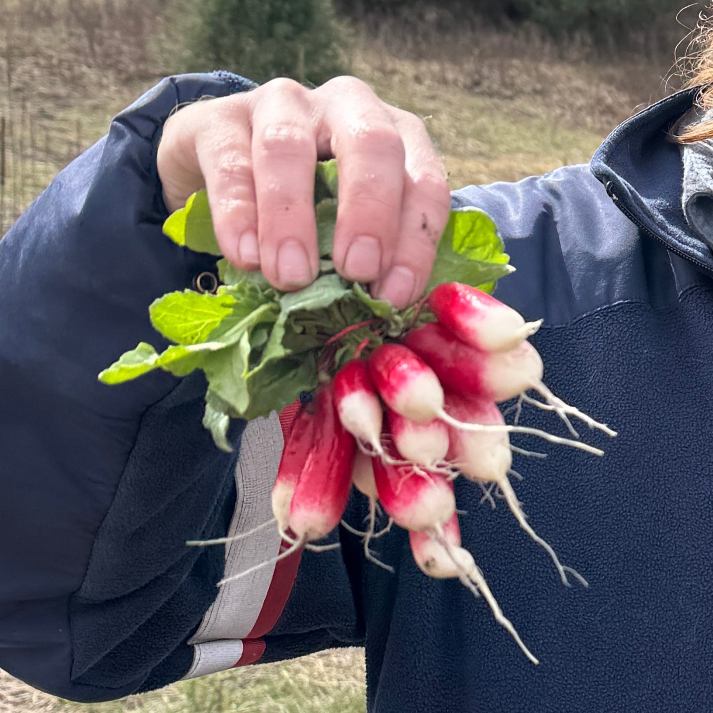 Radishes