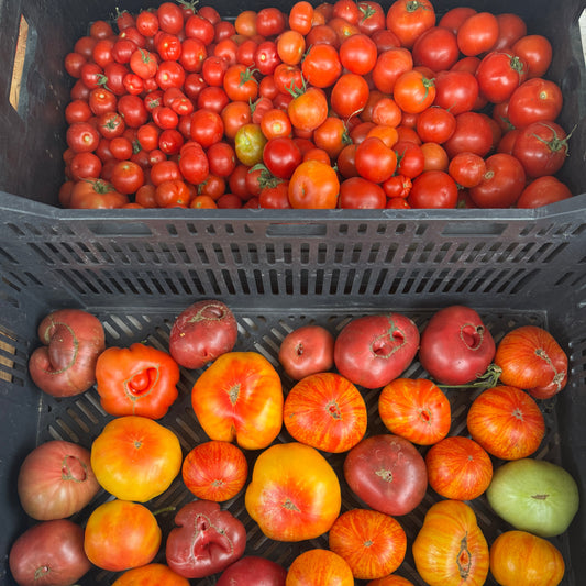 Tomato Seconds