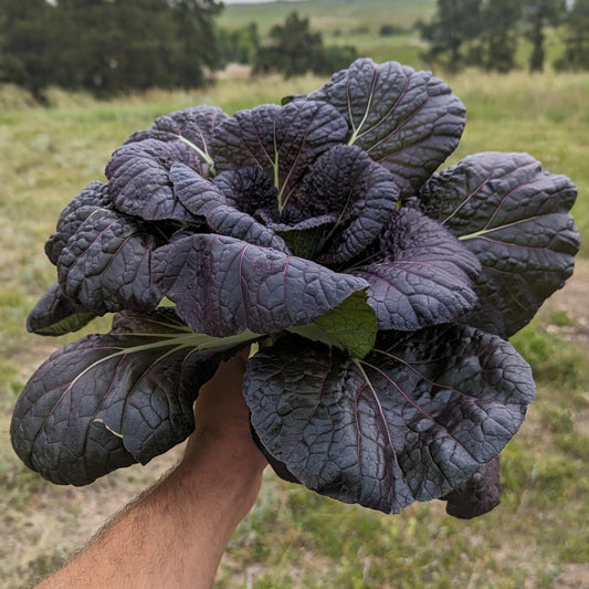 Chinese Red Cabbage