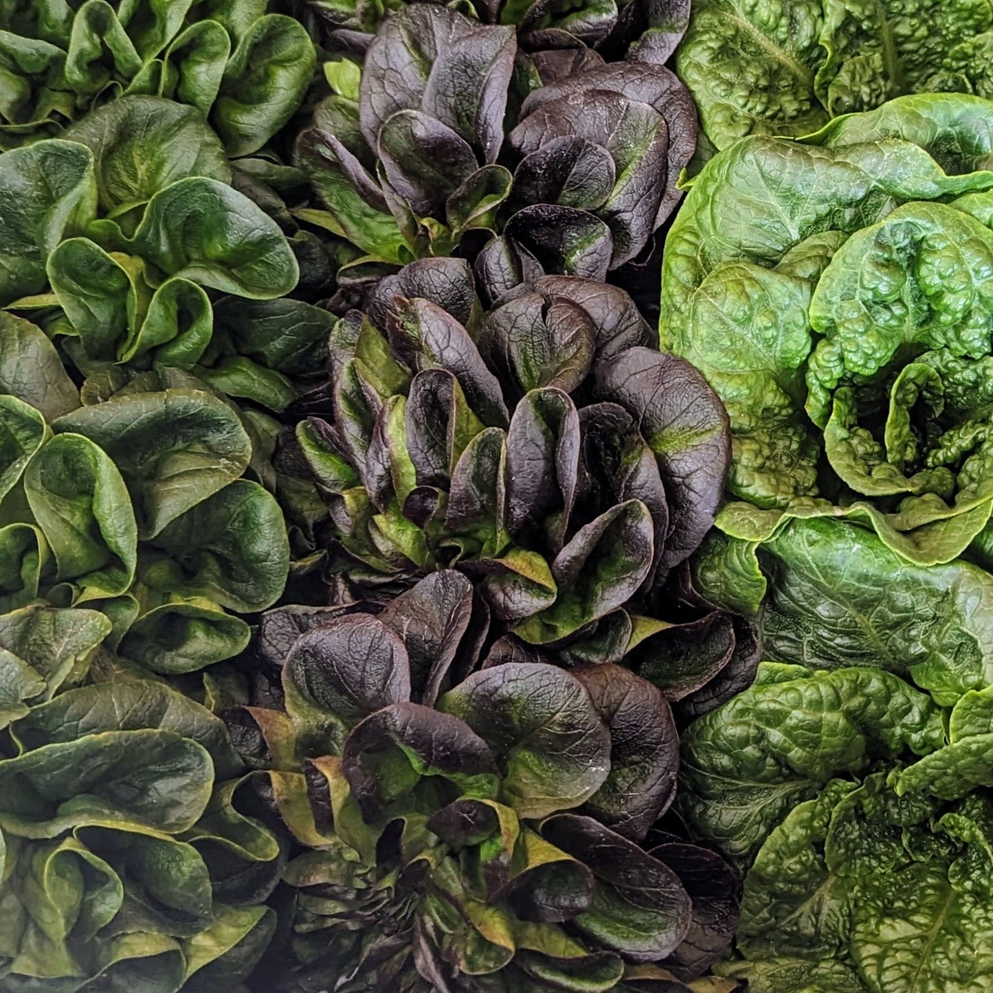 Mixed Lettuce - Wholesale