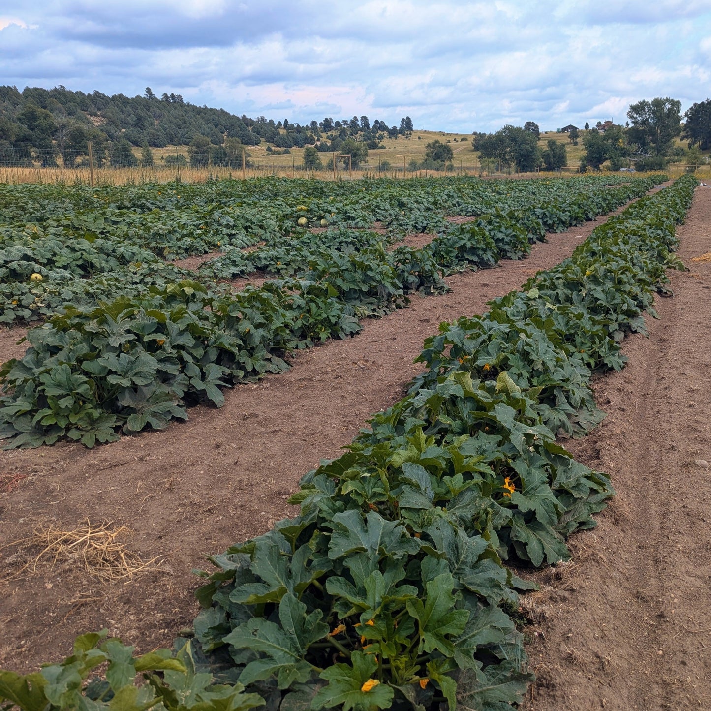 2025 Pumpkin Patch Tickets